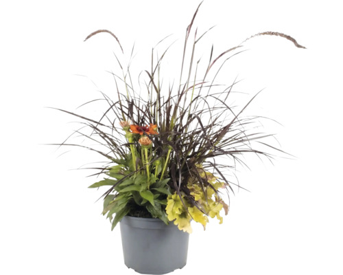 Herbstliches Pflanzarrangement im grauen Kunststofftopf mit dunklem Ziergras, orangefarbenen Blüten und hellgrünen Blättern.