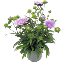 Stokesia laevis im Topf mit violetten Blüten und grünen Knospen.