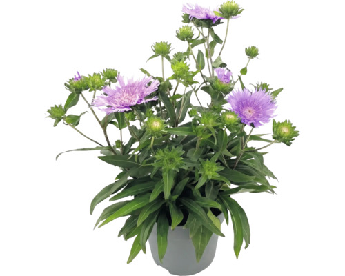 Stokesia laevis im Topf mit violetten Blüten und grünen Knospen.