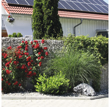 Gartengestaltung mit Gabionenzaun, bepflanzt mit roten Kletterrosen, Ziergras und grünen Sträuchern vor einem Wohnhaus.