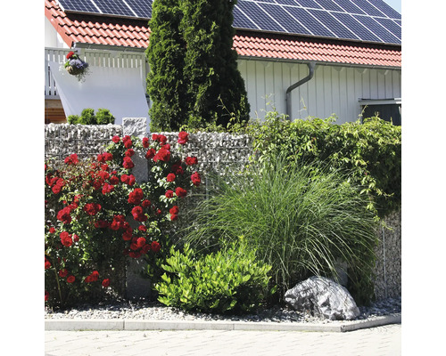 Gartengestaltung mit Gabionenzaun, bepflanzt mit roten Kletterrosen, Ziergras und grünen Sträuchern vor einem Wohnhaus.