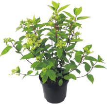 Rispenhortensie im schwarzen Pflanztopf mit grünen Blättern und ersten Blütenansätzen.