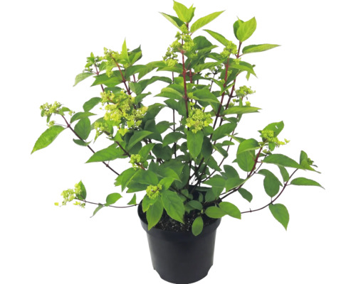 Rispenhortensie im schwarzen Pflanztopf mit grünen Blättern und ersten Blütenansätzen.