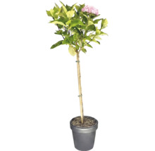 Hortensie als Hochstamm im Pflanztopf mit rosa Blüten und grünem Laub, gestützt durch einen Holzstab.