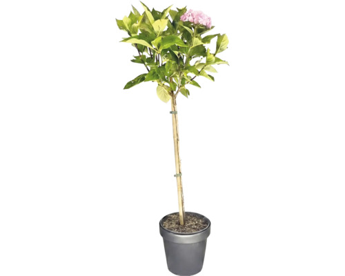 Hortensie als Hochstamm im Pflanztopf mit rosa Blüten und grünem Laub, gestützt durch einen Holzstab.