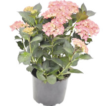 Blühende Hortensie mit rosa Blüten und grünen Blättern in einem dunklen Kunststofftopf.