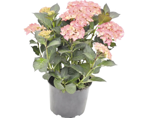 Blühende Hortensie mit rosa Blüten und grünen Blättern in einem dunklen Kunststofftopf.