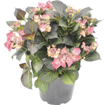 Hortensie mit rosa Blüten und dunklen Blättern im grauen Pflanztopf.