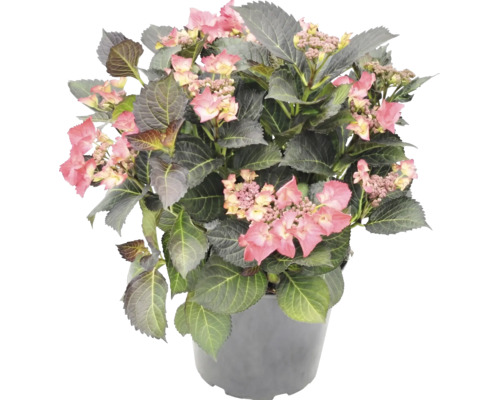 Hortensie mit rosa Blüten und dunklen Blättern im grauen Pflanztopf.