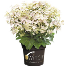 Rispenhortensie Switch im Pflanztopf mit hellen Blüten und grünen Blättern.