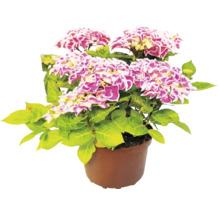 Bauernhortensie Hydrangea macrophylla mit zweifarbigen Blüten in einem braunen Kulturtopf.