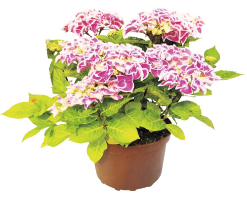 Bauernhortensie Hydrangea macrophylla mit zweifarbigen Blüten in einem braunen Kulturtopf.