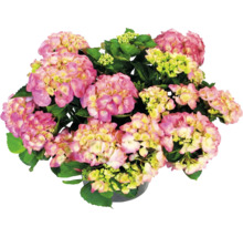 Hortensie Hydrangea macrophylla mit rosa und gelben Blüten im Topf