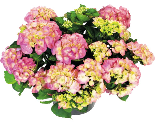 Hortensie Hydrangea macrophylla mit rosa und gelben Blüten im Topf