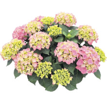 Hortensie mit rosa-grünen Blütenköpfen und dunkelgrünen Blättern.