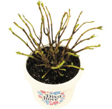 Bauernhortensie Diva Fiore im Pflanztopf mit ersten Knospen an den Zweigen.
