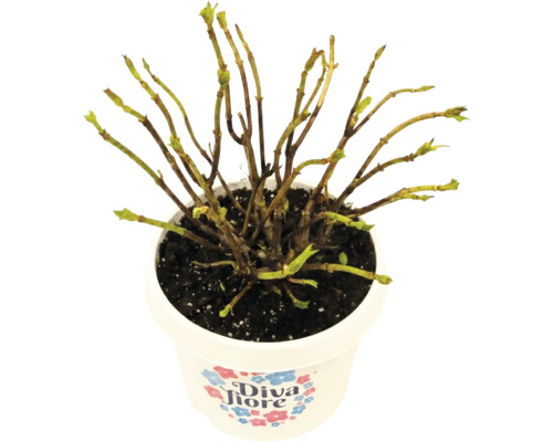 Bauernhortensie Diva Fiore im Pflanztopf mit ersten Knospen an den Zweigen.