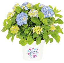 Diva Fiore Bauernhortensie mit blauen und gelben Blüten im weißen Topf mit Diva Fiore Logo.