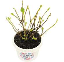 Hortensie Diva Fiore im weißen Topf mit Diva Fiore Logo und jungen grünen Trieben.