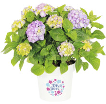 Bauernhortensie Diva fiore im weißen Topf mit Diva fiore Logo, lila und gelben Blüten sowie grünen Blättern.