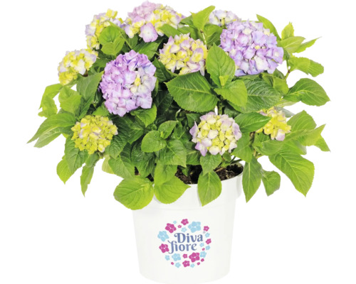 Bauernhortensie Diva fiore im weißen Topf mit Diva fiore Logo, lila und gelben Blüten sowie grünen Blättern.