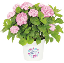 Bauernhortensie Diva Fiore mit rosa Blüten und grünen Blättern in einem weißen Topf.