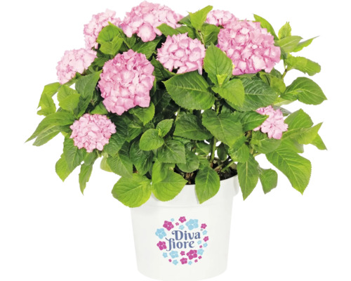 Bauernhortensie Diva Fiore mit rosa Blüten und grünen Blättern in einem weißen Topf.
