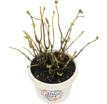 Diva Fiore Pflanze im Topf mit jungen Trieben, Knospen und Diva Fiore Logo.