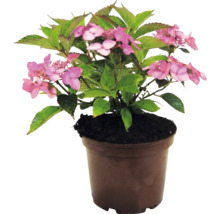 Hortensie mit rosa Blüten in einem braunen Pflanztopf.