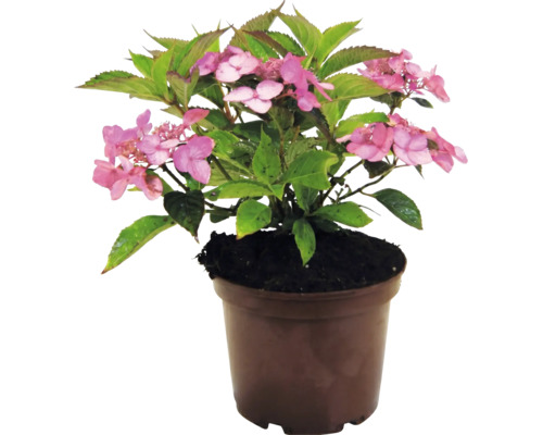Hortensie mit rosa Blüten in einem braunen Pflanztopf.