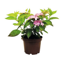 Hortensie im Kunststofftopf mit grünen Blättern und rosafarbenen Blüten.