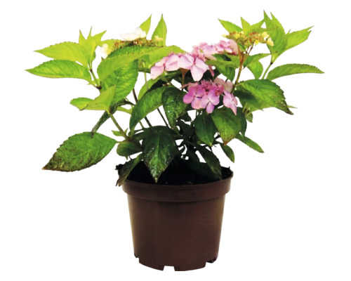 Hortensie im Kunststofftopf mit grünen Blättern und rosafarbenen Blüten.