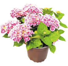 Blühende Hortensie mit zweifarbigen Blüten im braunen Kunststofftopf.