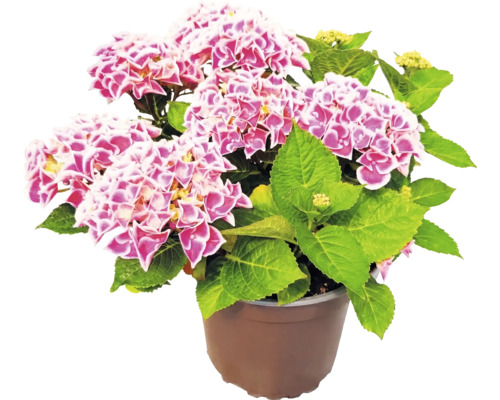 Blühende Hortensie mit zweifarbigen Blüten im braunen Kunststofftopf.