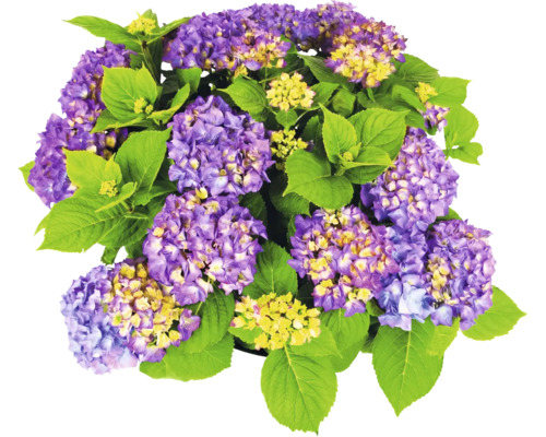 Hortensie mit violetten Blüten und grünen Blättern.