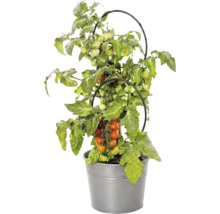 Tomatenpflanze mit Früchten im Metalltopf und mit schwarzer Rankhilfe