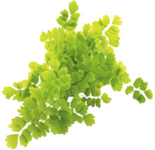 Frauenhaarfarn Adiantum mit feinen fächerförmigen Blättern an dünnen Stielen.