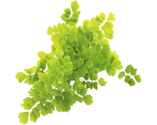 Frauenhaarfarn Adiantum mit feinen fächerförmigen Blättern an dünnen Stielen.