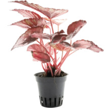 Blattbegonie Begonia Rex mit rötlichen Blättern in einem schwarzen Kunststofftopf.