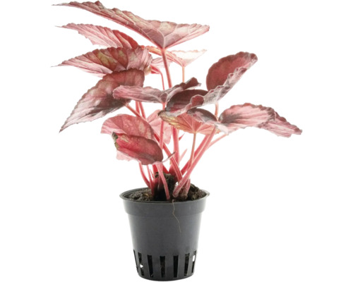Blattbegonie Begonia Rex mit rötlichen Blättern in einem schwarzen Kunststofftopf.