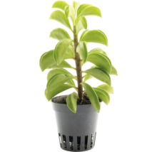 Peperomia Zimmerpflanze mit dicken grünen Blättern in einem grauen Kunststoff-Kulturtopf.