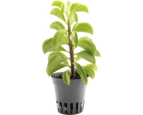 Peperomia Zimmerpflanze mit dicken grünen Blättern in einem grauen Kunststoff-Kulturtopf.