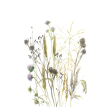 Aquarell-Illustration von Wiesenblumen und Gräsern wie Disteln und Ähren.