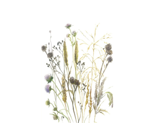 Aquarell-Illustration von Wiesenblumen und Gräsern wie Disteln und Ähren.