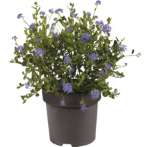Blühende Säckelblume Ceanothus mit blauen Blüten in einem grauen Kunststofftopf.