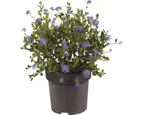 Blühende Säckelblume Ceanothus mit blauen Blüten in einem grauen Kunststofftopf.