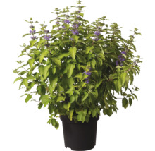 Buschige Bartblume mit grünen Blättern und kleinen lila Blüten in einem schwarzen Topf.