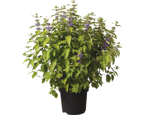 Buschige Bartblume mit grünen Blättern und kleinen lila Blüten in einem schwarzen Topf.