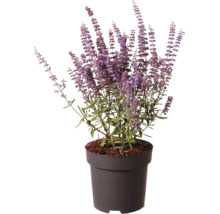 Silber-Perowskie Perovskia atriplicifolia mit violetten Blüten im schwarzen Kunststofftopf