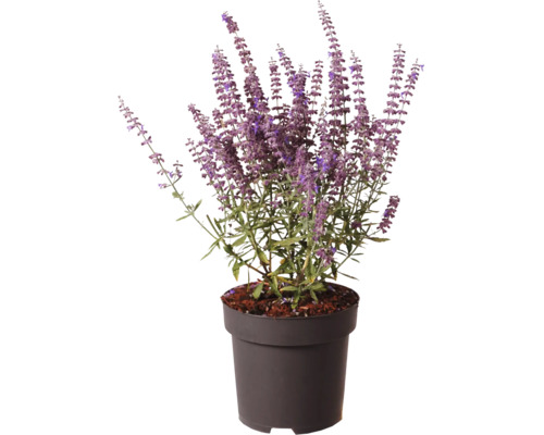 Silber-Perowskie Perovskia atriplicifolia mit violetten Blüten im schwarzen Kunststofftopf